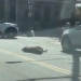 ( Vídeo) Policial Herói Salva homem de Ataque Mortal de Pitbulls com tiros