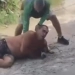 ( Video) Homem Corajoso Imobiliza Pitbull Furioso e vira heroi no Rio