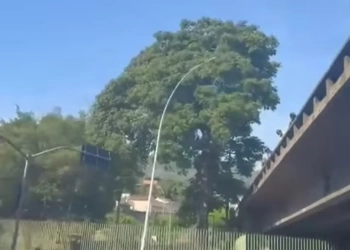 ( Video)Ladrão Tentou Roubar Ônibus e Foi Jogado de Viaduto por Populares no Rio