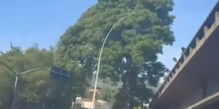 ( Video)Ladrão Tentou Roubar Ônibus e Foi Jogado de Viaduto por Populares no Rio