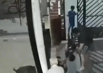 ( Vídeo) PITBULL ESCAPA E ATACA POODLE NO RJ