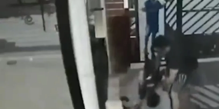 ( Vídeo) PITBULL ESCAPA E ATACA POODLE NO RJ