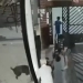 ( Vídeo) PITBULL ESCAPA E ATACA POODLE NO RJ