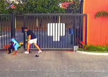 ( Video) Ataque de Pitbull Deixa Porteiro e Dois Adolescentes Feridos em Condomínio