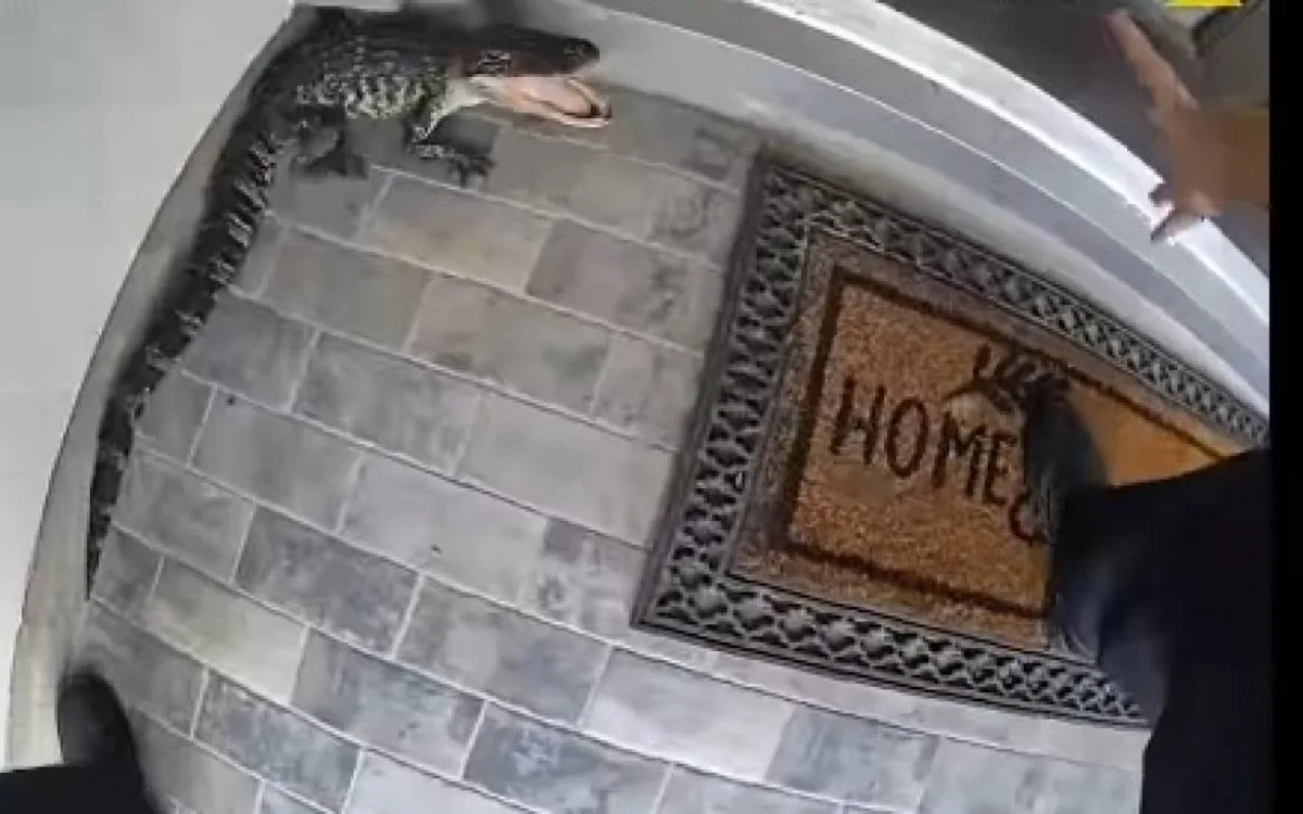 Vídeo: Policial captura jacaré com a mão e o remove de residência