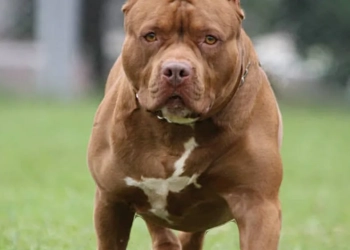 ( video forte) Pitbulls matam cachorrinha no Rio