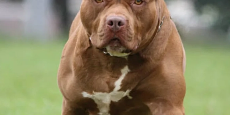 ( video forte) Pitbulls matam cachorrinha no Rio