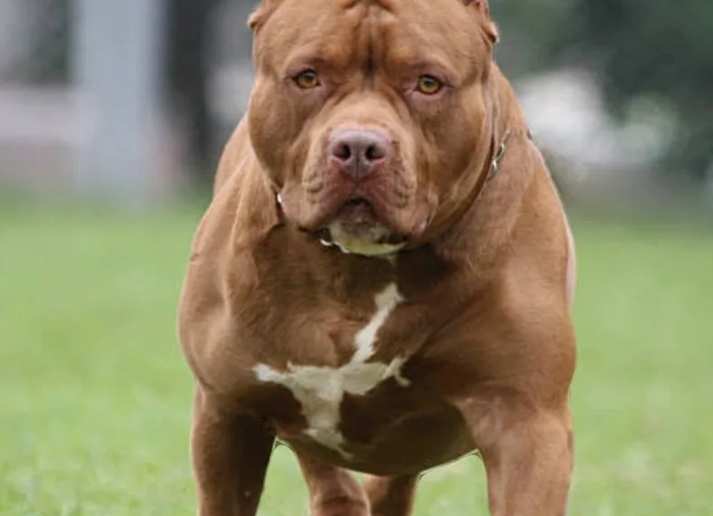 ( video forte) Pitbulls matam cachorrinha no Rio