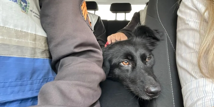 Idoso é preso por violência sexual contra cadela na Praia do Flamengo