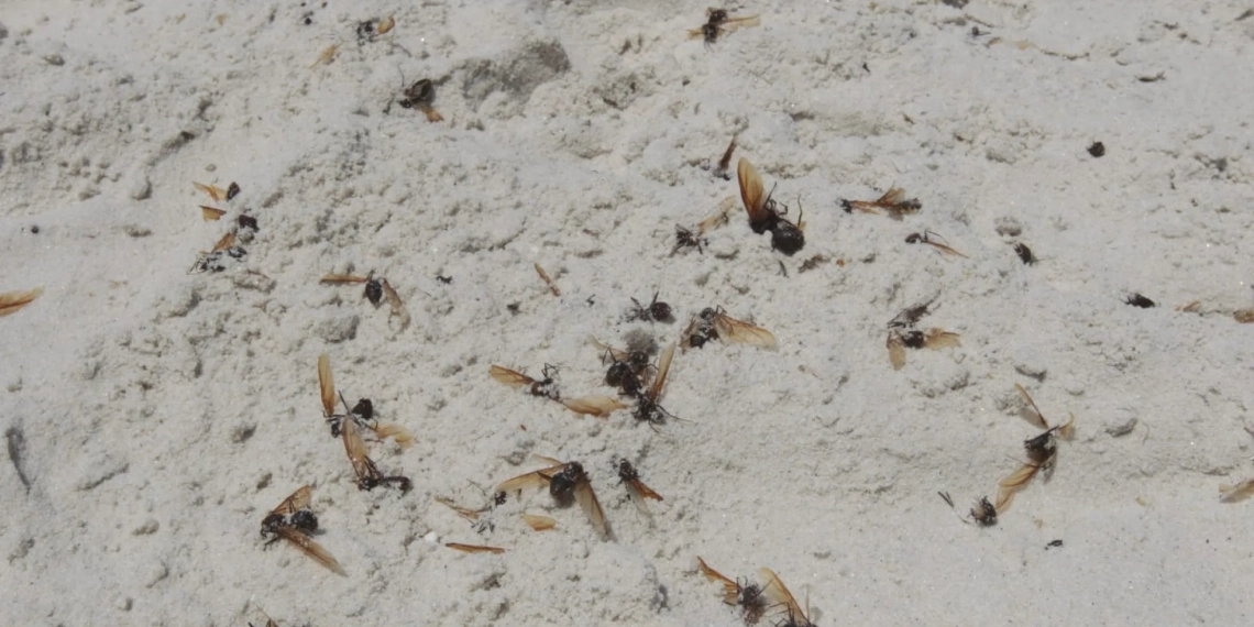 Tanajuras Tomam Contas de Moradias e Praias