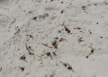 Tanajuras Tomam Contas de Moradias e Praias