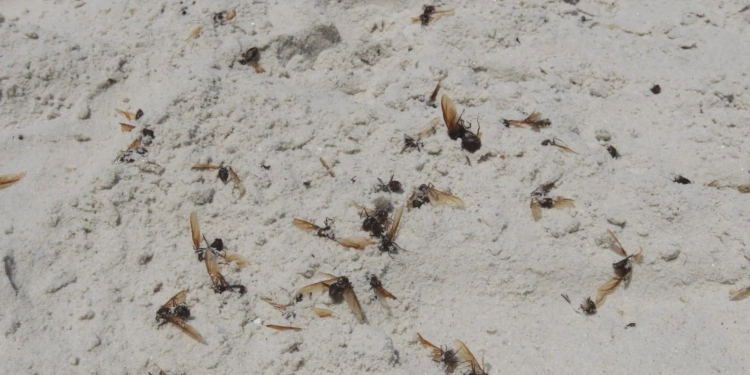 Tanajuras Tomam Contas de Moradias e Praias