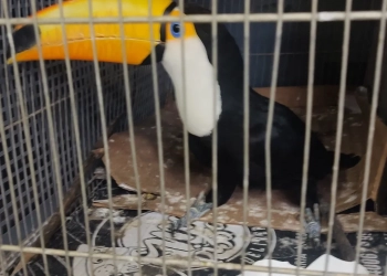 Tucano e Seis Pássaros São Resgatados de Cativeiro no Rio por Polícia Ambiental