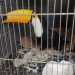Tucano e Seis Pássaros São Resgatados de Cativeiro no Rio por Polícia Ambiental