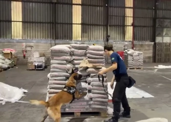 Urgente: Receita Federal faz maior apreensão de cocaína no Porto de Itaguaí; 1 tonelada avaliada em R$ 300 milhões