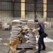 Urgente: Receita Federal faz maior apreensão de cocaína no Porto de Itaguaí; 1 tonelada avaliada em R$ 300 milhões