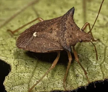 A Cidade Dorme, Mas os Insetos Não: Infestação de Percevejos no Rio Alerta População