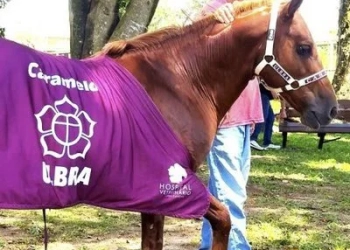 Cavalo Caramelo que foi salvo na enchente do Rio Grande do Sul entra universidade