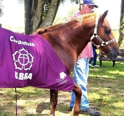 Cavalo Caramelo que foi salvo na enchente do Rio Grande do Sul entra universidade
