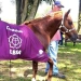 Cavalo Caramelo que foi salvo na enchente do Rio Grande do Sul entra universidade