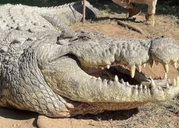 Crocodilo mais velho do mundo, completa 124 anos com um passado sombrio e mais de 10 mil filhotes