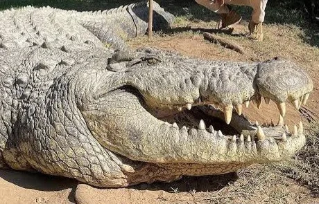 Crocodilo mais velho do mundo, completa 124 anos com um passado sombrio e mais de 10 mil filhotes