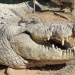 Crocodilo mais velho do mundo, completa 124 anos com um passado sombrio e mais de 10 mil filhotes