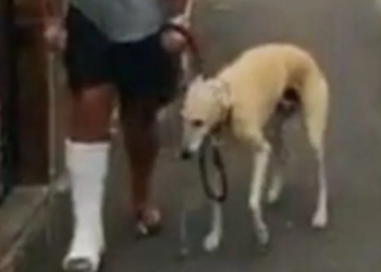 ( Vídeo) Homem manco gasta R$ 2,1 mil em veterinário com cão que o imitava