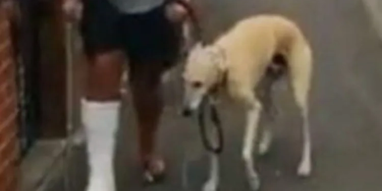 ( Vídeo) Homem manco gasta R$ 2,1 mil em veterinário com cão que o imitava