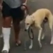 ( Vídeo) Homem manco gasta R$ 2,1 mil em veterinário com cão que o imitava