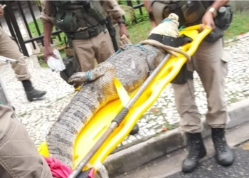 Jacaré é Resgatado Dentro de Condomínio no Recreio