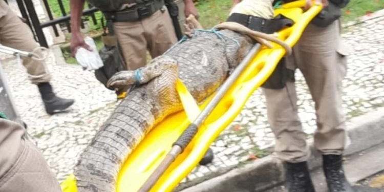 Jacaré é Resgatado Dentro de Condomínio no Recreio