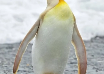 ( fotos) Fotografo faz registro raro de um pinguim