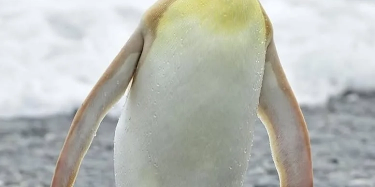( fotos) Fotografo faz registro raro de um pinguim
