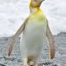 ( fotos) Fotografo faz registro raro de um pinguim