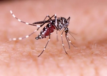 Dengue mata mais que Covid-19 em 2024, aponta Ministério da Saúde