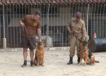 Nero e Diana, Pastores Alemães da Guarda Municipal, Estão Aposentados e Disponíveis para Adoção
