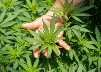Justiça brasileira concede salvo-conduto para homem com ansiedade e TDAH cultivar maconha medicinal em residência