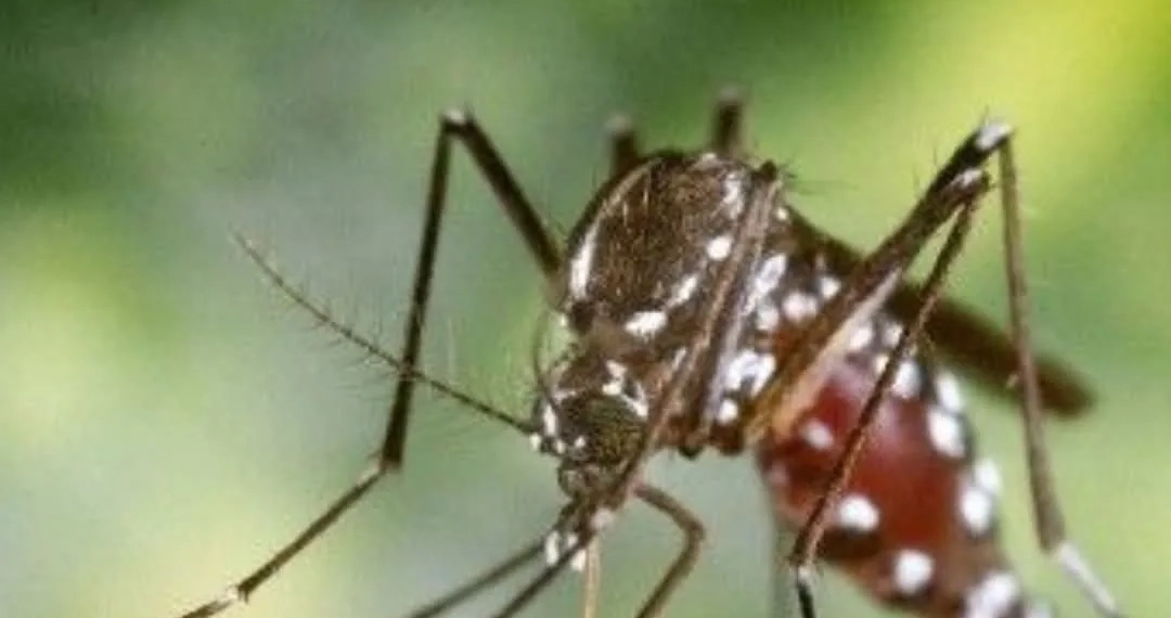 Vacinação Contra a Dengue em Guaratiba: Proteja-se Neste Sábado!