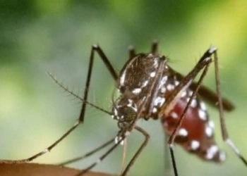 Vacinação Contra a Dengue em Guaratiba: Proteja-se Neste Sábado!
