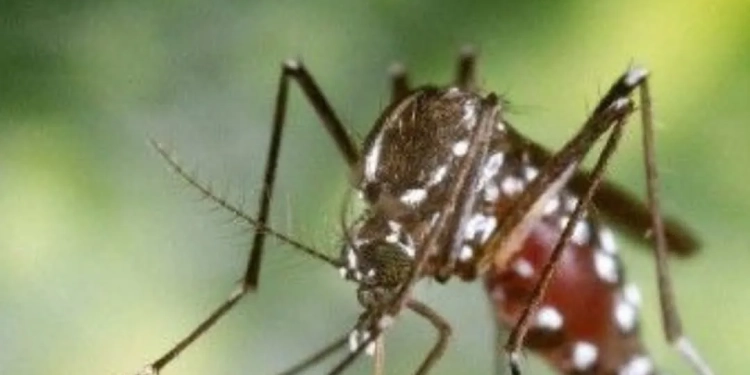 Vacinação Contra a Dengue em Guaratiba: Proteja-se Neste Sábado!