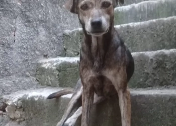 ( Fotos) Moradora Abandona 6 Cachorros da Mãe Falecida em Campo Grande e Deixa vizinhos revoltados