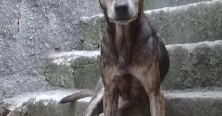 ( Fotos) Moradora Abandona 6 Cachorros da Mãe Falecida em Campo Grande e Deixa vizinhos revoltados