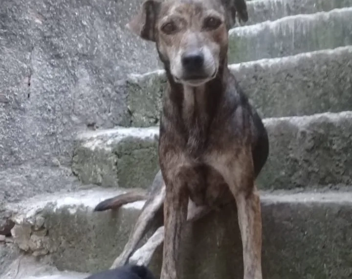 ( Fotos) Moradora Abandona 6 Cachorros da Mãe Falecida em Campo Grande e Deixa vizinhos revoltados