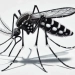 Rio de Janeiro Inicia Levantamento Estratégico Contra o Aedes aegypti em 2025