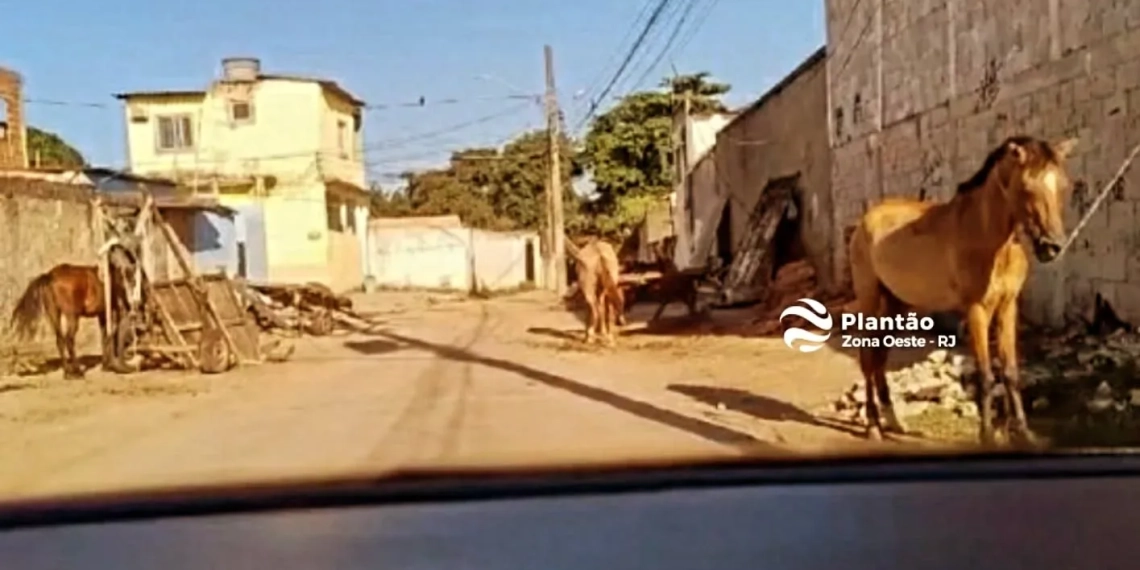 MAUS-TRATOS A CAVALOS EM CAMPO GRANDE, NA ZONA OESTE DO RIO: UMA SITUAÇÃO CRUEL QUE PERSISTE HÁ ANOS!