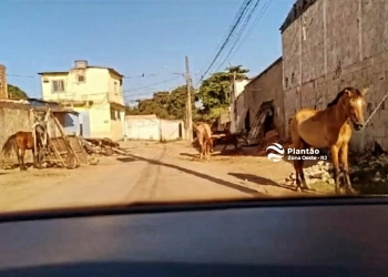 MAUS-TRATOS A CAVALOS EM CAMPO GRANDE, NA ZONA OESTE DO RIO: UMA SITUAÇÃO CRUEL QUE PERSISTE HÁ ANOS!