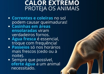 Calor Extremo: Proteja os Animais e Evite Problemas de Saúde!