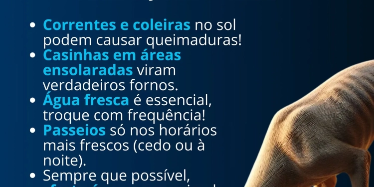 Calor Extremo: Proteja os Animais e Evite Problemas de Saúde!