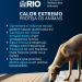Calor Extremo: Proteja os Animais e Evite Problemas de Saúde!